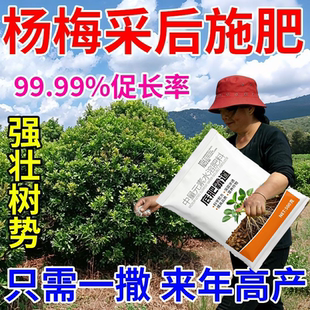 杨梅月子肥】杨梅专用追肥生根壮苗促花坐果膨果增甜转色抗病高产
