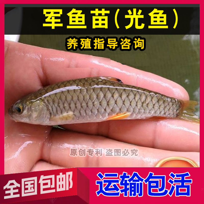 正宗军鱼苗光鱼苗光倒刺鲃青竹鲩青棍淡水养殖涓鱼苗清波可观赏鱼