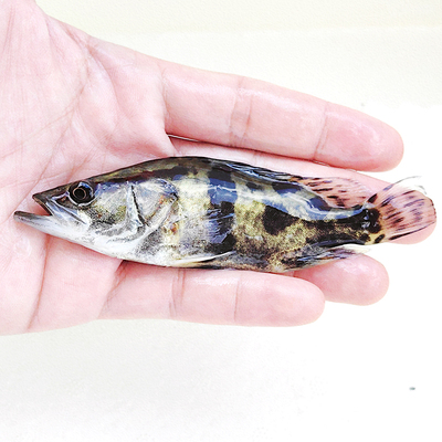 正宗桂花鱼苗淡水鳜鱼苗翘嘴鳜