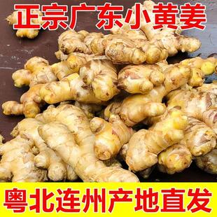 连州自种高山地窖小黄姜新鲜老姜土姜鲜嫩月子姜生姜农家新鲜现挖