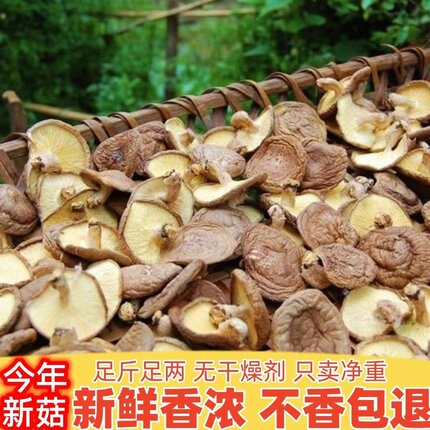 连州香菇农家野生食用菌新鲜冬菇蘑菇新货高山薄香菇散装干货煲汤