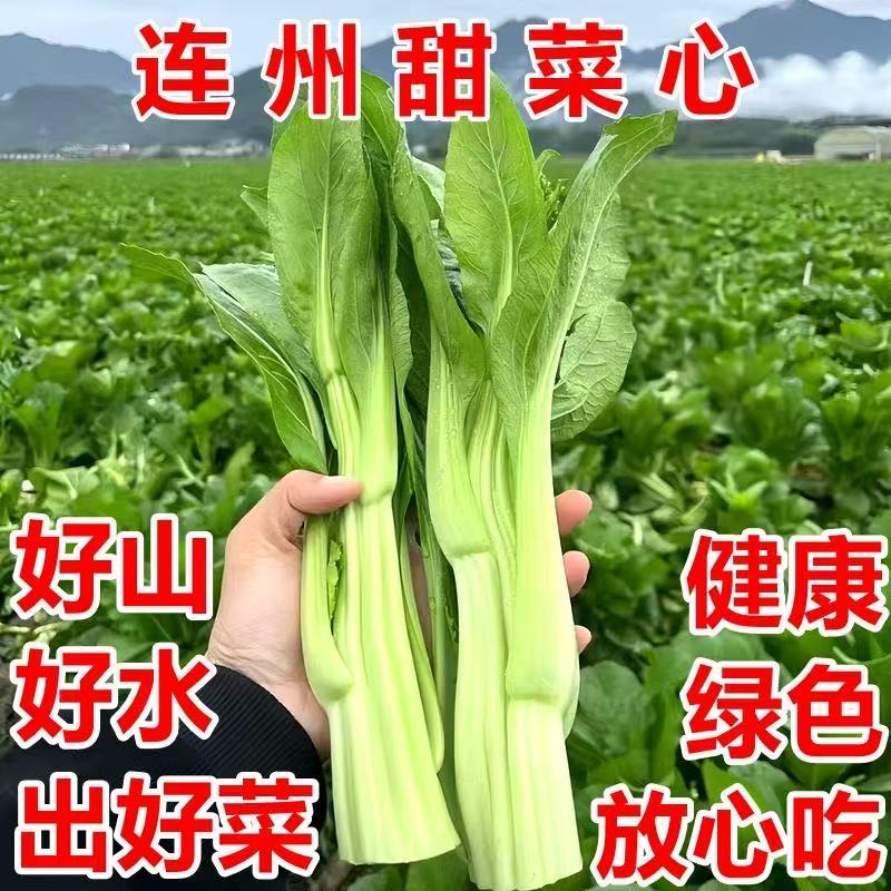 广东连州菜心新鲜现摘现发迟菜心农家自种当季时令蔬菜清甜爽包邮
