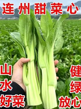 广东连州菜心新鲜现摘现发迟菜心农家自种当季时令蔬菜清甜爽包邮