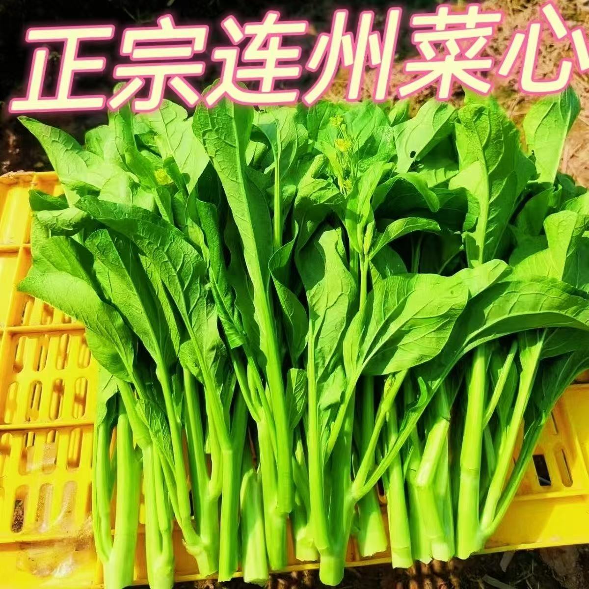 连州2号菜心新鲜现摘现发广东迟菜心农家自种当季时令蔬菜清甜爽