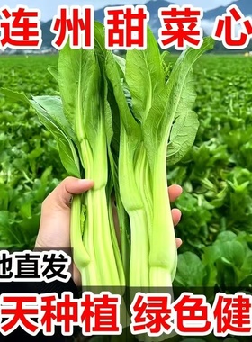 广东连州菜心新鲜现摘现发迟菜心农家自种当季时令蔬菜清甜爽包邮