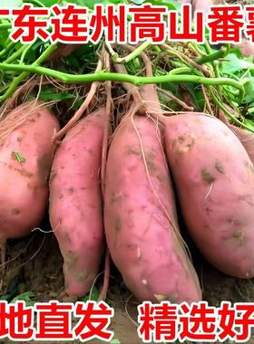 超甜新鲜蜜薯红心红薯连州西瓜红地瓜薯农家正宗番薯红署软糯香甜