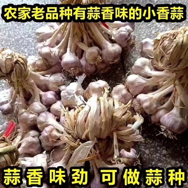 广东连州小香蒜农家本地土蒜种籽大蒜头紫皮大蒜白衣大蒜带杆香蒜