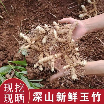 新鲜玉竹广东农家现挖玉竹片干条搭配麦冬沙参泡茶煲汤尾参可种植