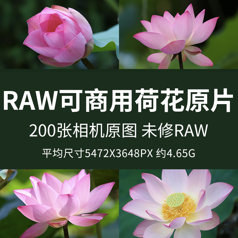 RAW可商用荷花原片高清raw荷花莲花荷叶荷塘夏日莲蓬植物摄影图片