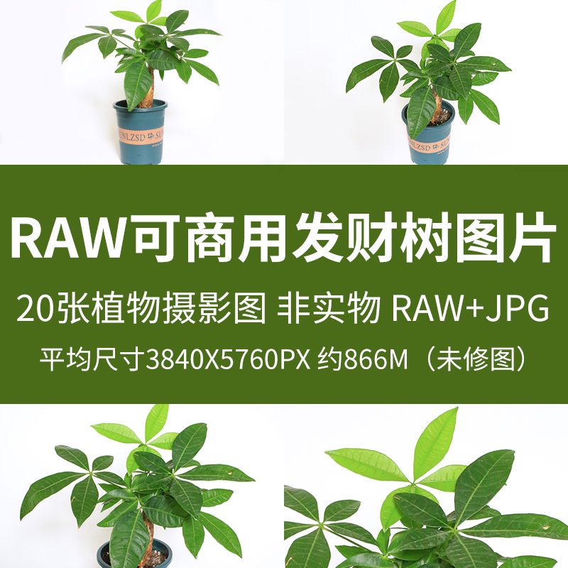 raw可商用发财树图片高清摄影发财树实拍图RAW+JPG植物原图未修图