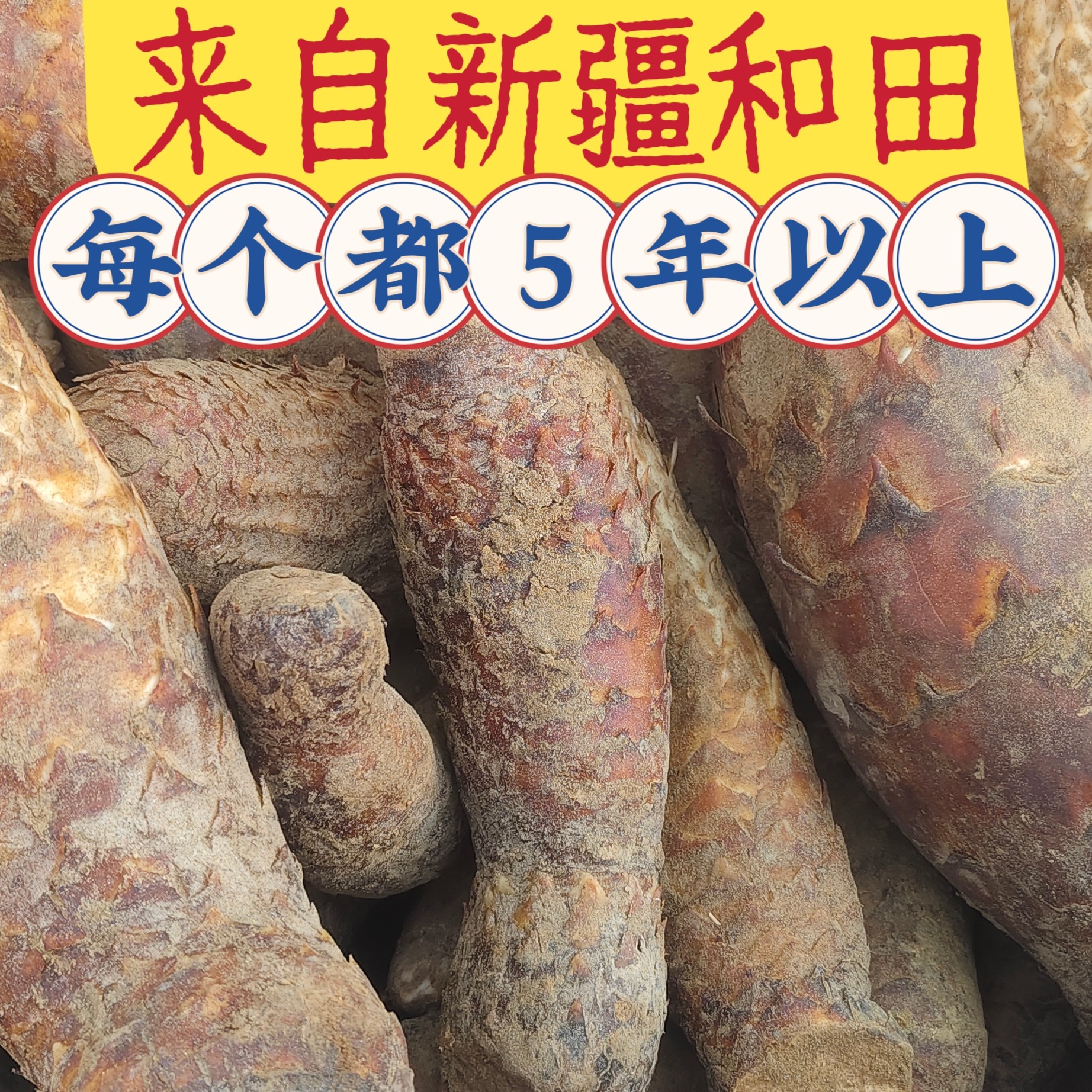 新疆特产和田红柳根大芸肉苁蓉活的新鲜现挖泡酒煲汤中药材包邮