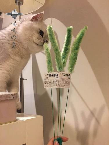 猫咪逗猫棒多格漫莫名喜欢