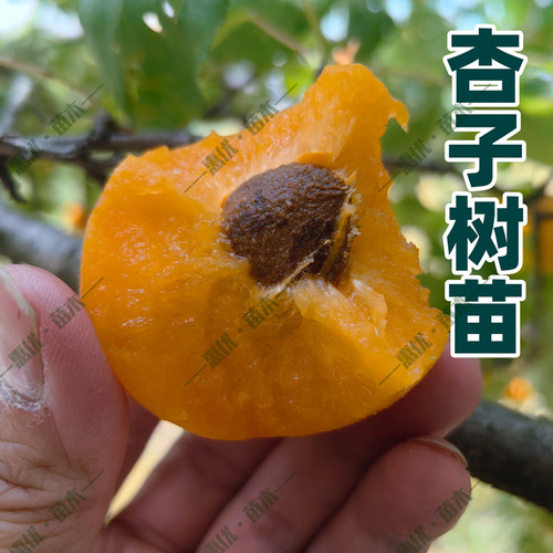 早熟杏子树苗嫁接金太阳杏树苗