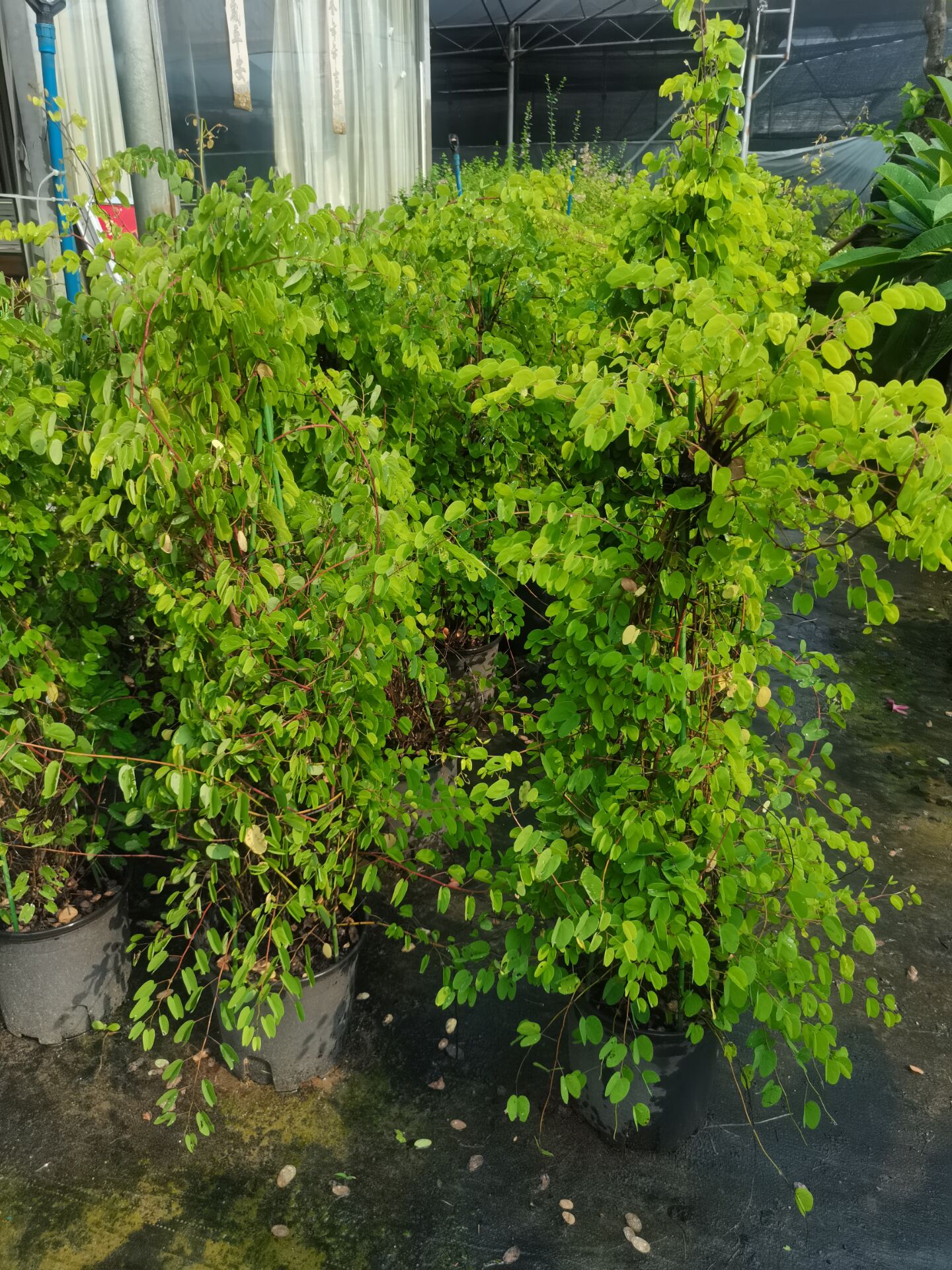 稀有品种庭院观花藤本爬藤植物爪哇深裂叶羊蹄甲首冠藤实生大苗