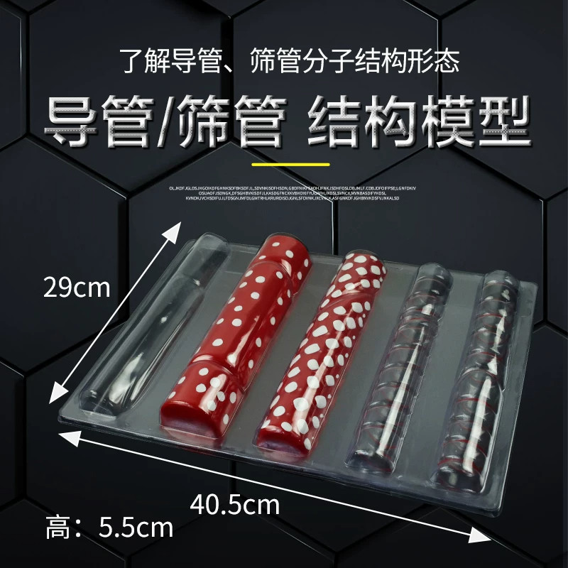 导管筛管结构模型生物实验器材生物教学模型教学仪器