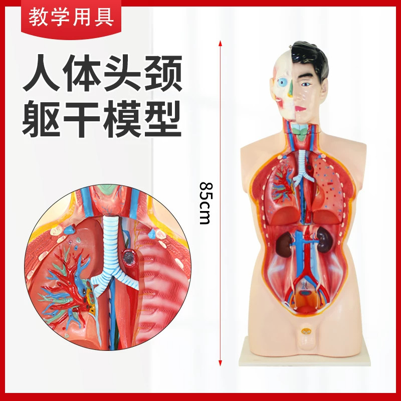 人体半身躯干模型男性教学模型自然大85cm生物教学教学模型