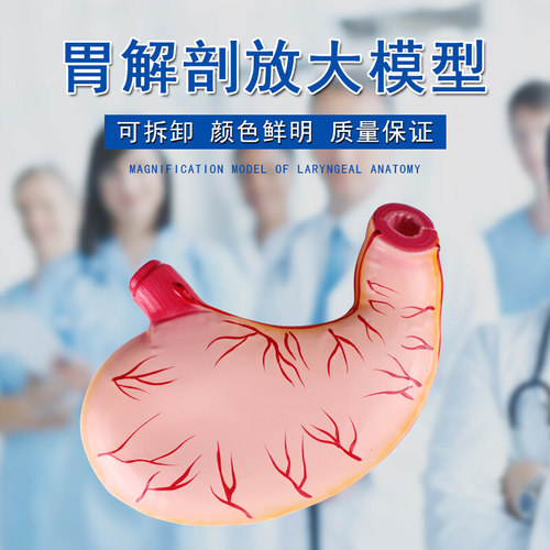 可普胃解剖模型自然2倍放大胃部