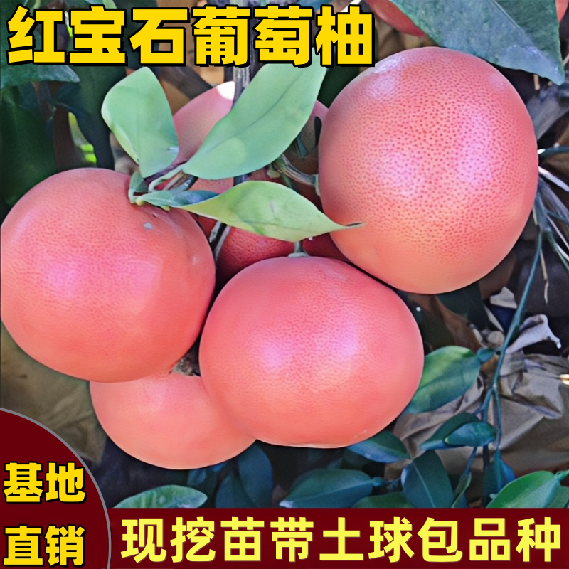 红宝石葡萄柚子树苗南方北方庭院盆栽带土球嫁接红心柚子当年结果