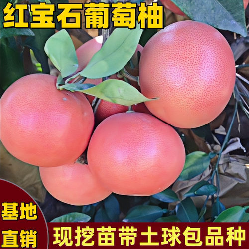 红宝石葡萄柚子树苗南北方带土球