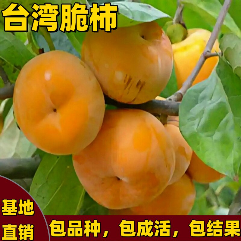 台湾脆柿子树苗南北方庭院嫁接特大脆甜柿子树苗耐寒大果当年结果