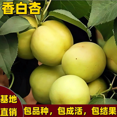 香白杏苗南北方嫁接特大白杏树苗