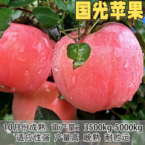 国光苹果树苗嫁接矮化脆甜当年果