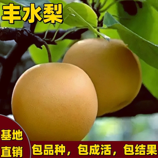 丰水梨树苗南北方种植正宗嫁接脆甜多汁梨子苗耐寒特大果当年结果