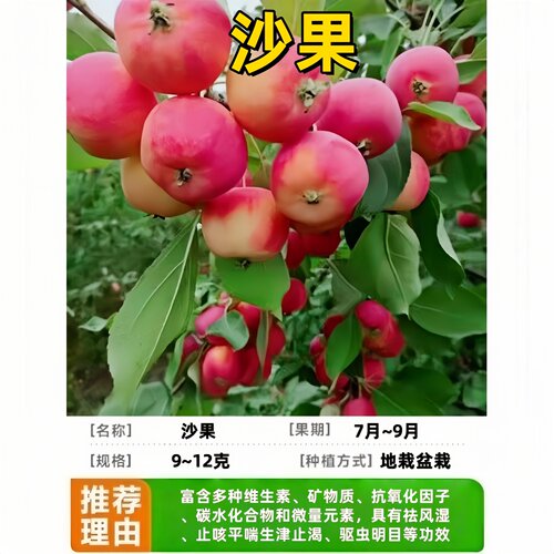 沙果小苹果树苗南北方庭院地盆栽