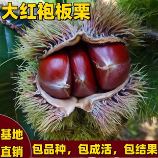 大红袍板栗树苗南北方庭院种植矮化嫁接特大号板栗树果苗当年结果