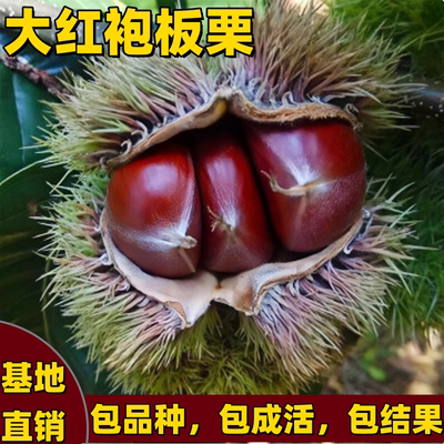 大红袍板栗苗南北方庭院耐寒矮化