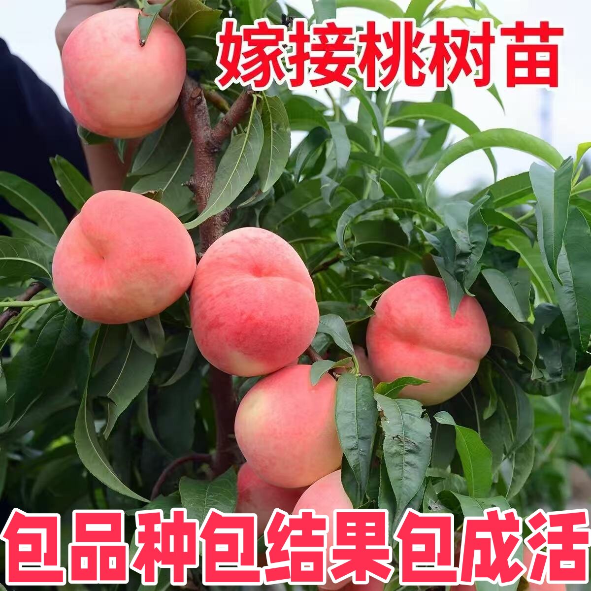 水蜜桃树苗嫁接矮化桃子树苗冬桃黄桃树苗大果早熟油桃苗当年结果