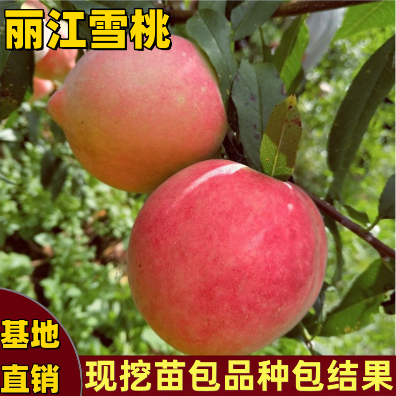 丽江雪桃苗南北方盆栽地栽嫁接桃树苗果树晚熟脆甜特大果当年结果
