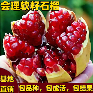 会理石榴树树苗南北方庭院盆栽地栽软籽高甜嫁接特大果树当年结果