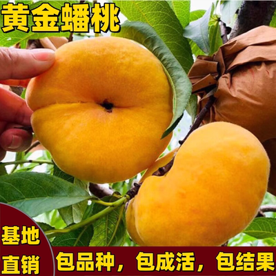 黄金蟠桃南北方庭院种植大果香甜