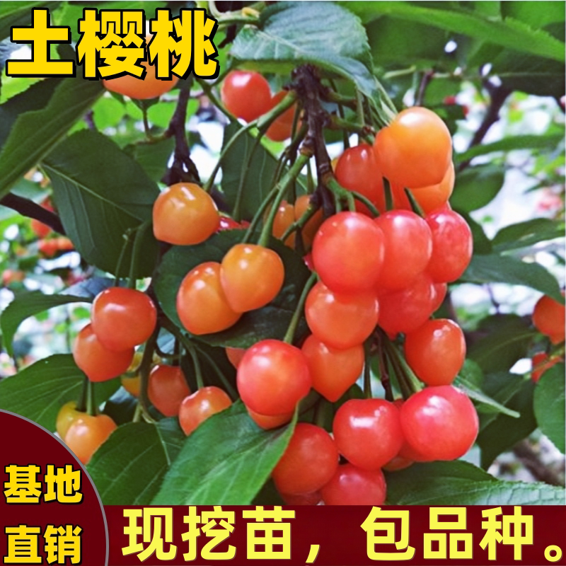 中国土樱桃树苗老品种小樱桃树苗图片