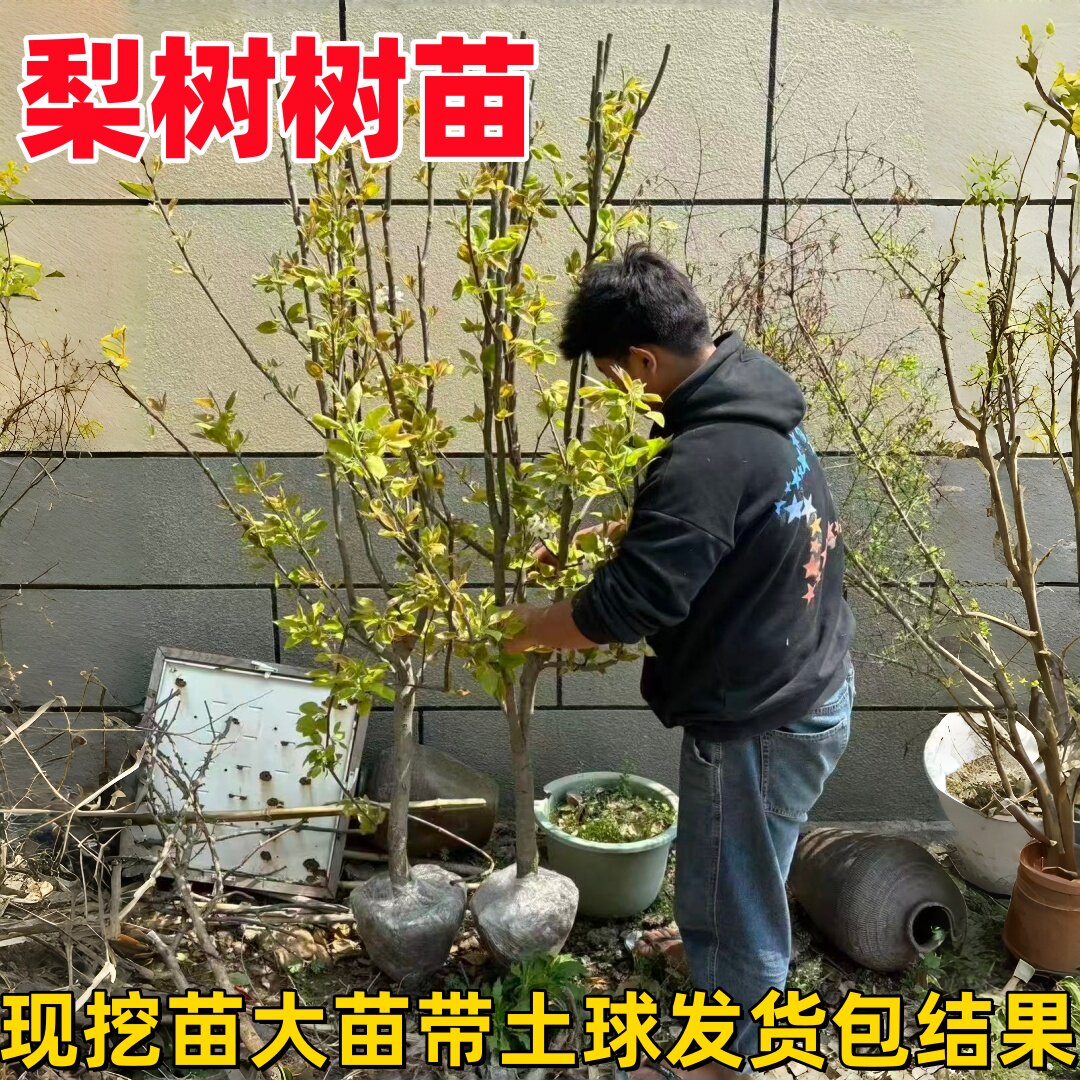 梨树苗南北方庭院嫁接矮化秋月梨树苗砀山梨树苗皇冠梨苗当年结果