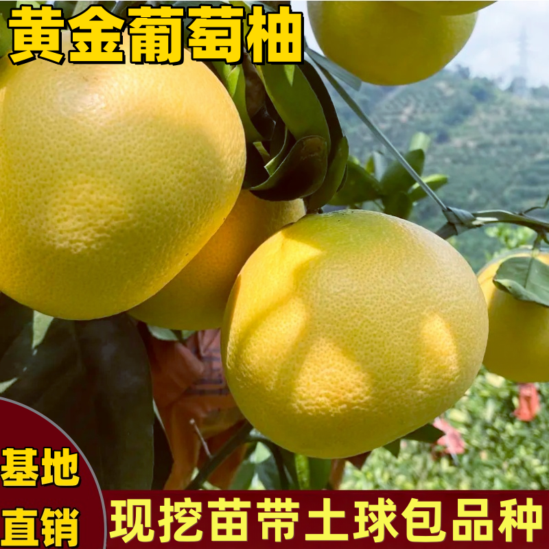 黄金葡萄柚树苗南北方庭院地栽盆栽嫁接黄金柚子树苗大果当年结果