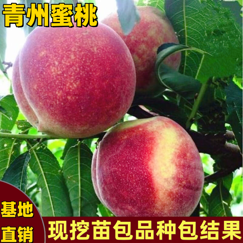 青州蜜桃树苗南北方种植嫁接脆甜红肉桃树苗晚熟庭院盆栽当年结果