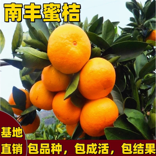 南丰蜜桔树苗南方北方庭院盆栽地栽嫁接无核蜜桔苗带土球当年结果