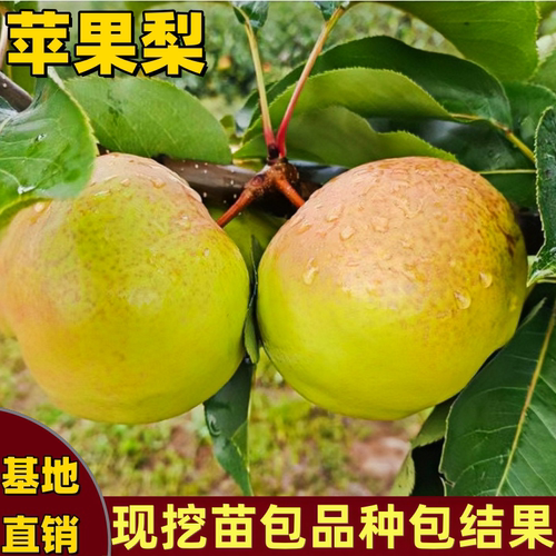 苹果梨树苗南方北方种植地栽坐果能力强嫁接矮化多汁耐寒当年结果