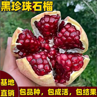 黑珍珠软籽石榴树苗南方北方庭院阳台盆栽特大果树苗耐寒当年结果
