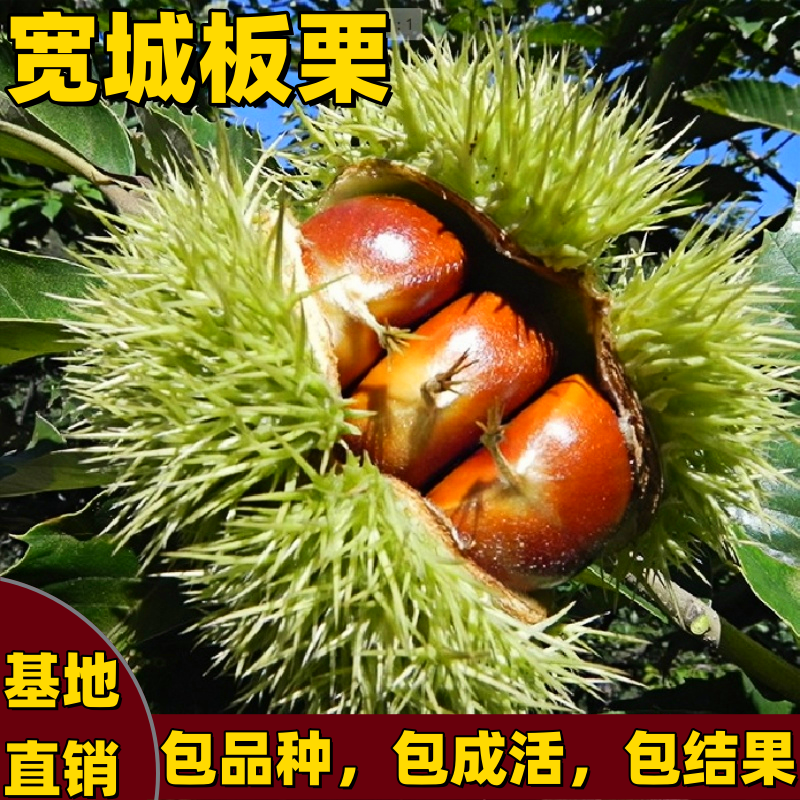 宽城板栗苗南北方种植嫁接晚熟板栗树苗特大号果树苗耐寒当年结果