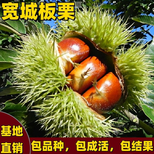 宽城板栗苗南北方种植嫁接晚熟板栗树苗特大号果树苗耐寒当年结果