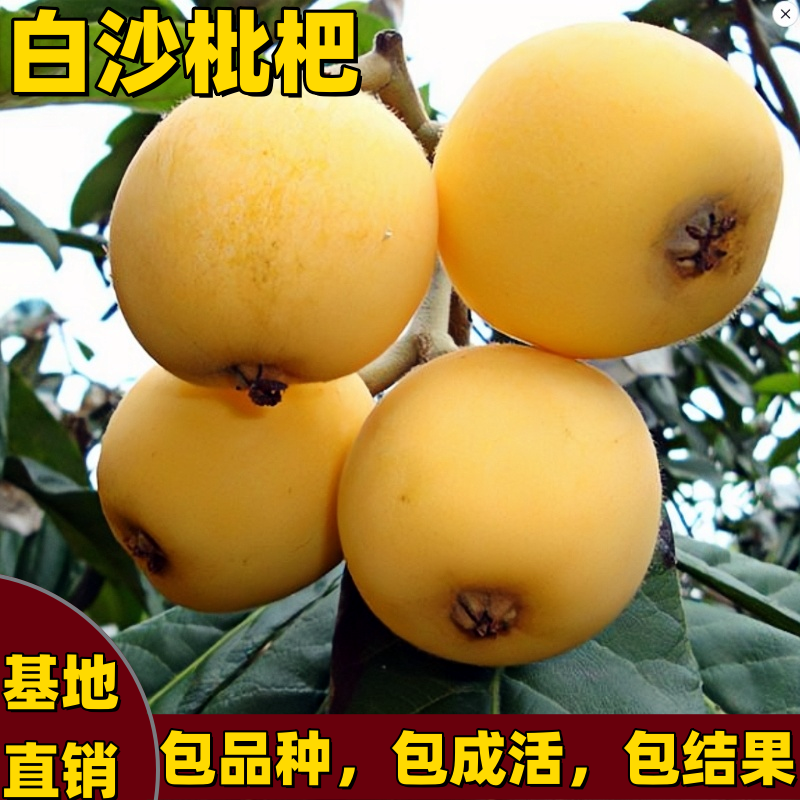 白沙枇杷树苗南北方种植庭院阳台盆栽地栽嫁接矮化果树苗当年结果,鲜花速递/花卉仿真/绿植园艺,果树,淘宝优惠券,粉丝福利购,淘宝优惠卷