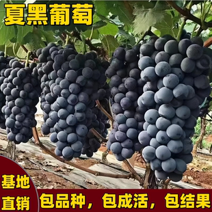 夏黑葡萄树苗南北方庭院耐寒地栽盆栽爬藤果树苗特大无籽当年结果