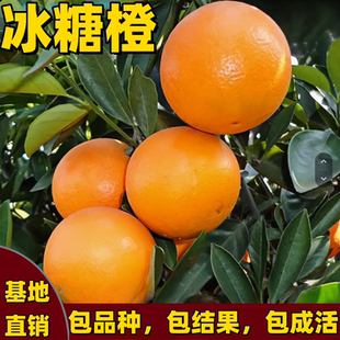 冰糖橙苗南北方庭院种植特大嫁接矮化甜橙子树苗盆栽果苗当年结果
