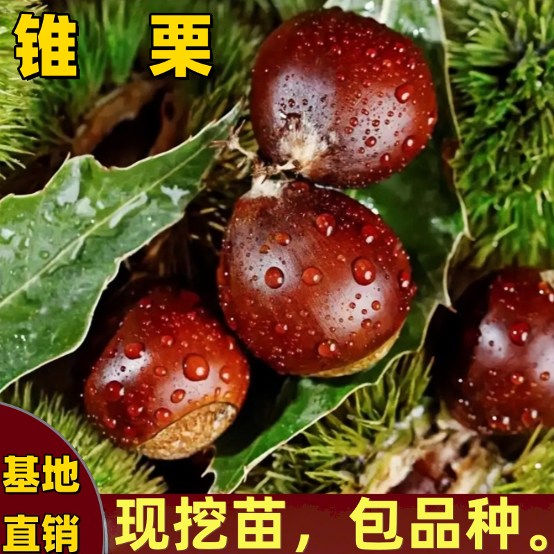锥栗树苗南北方庭院盆栽地栽嫁接特大矮化树果苗香甜耐寒当年结果