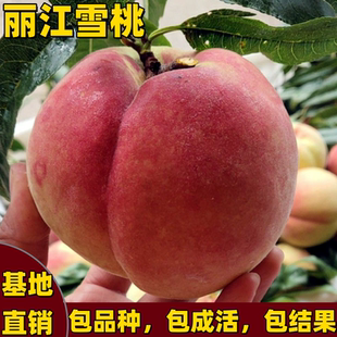 丽江雪桃苗南北方盆栽地栽嫁接桃树苗果树晚熟脆甜特大果当年结果