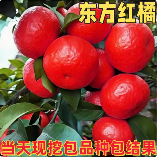 东方红橘树苗当年结果大果盆栽