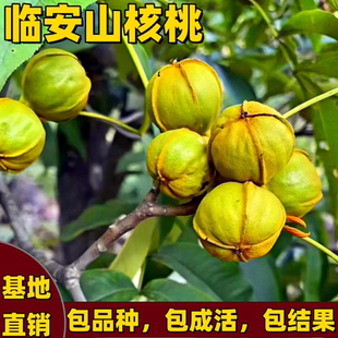 临安山核桃树苗南北方庭院地栽盆栽嫁接特大号核桃树果苗当年结果